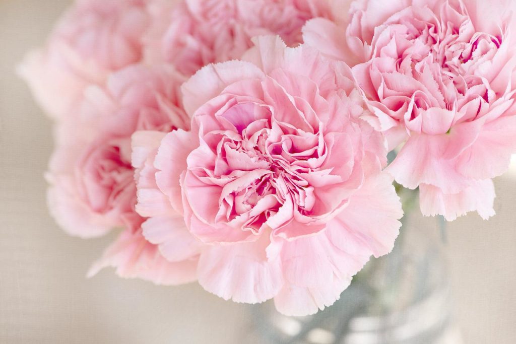 carnation, flowers, cut flowers-1325012.jpg