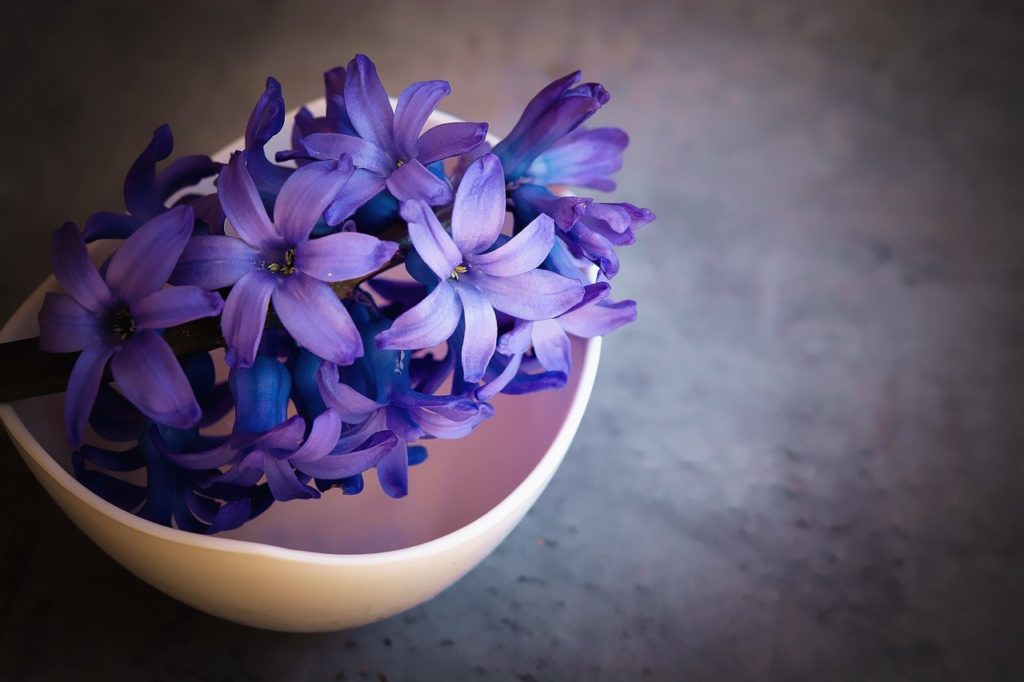 hyacinths, flowers, purple flowers-1403653.jpg